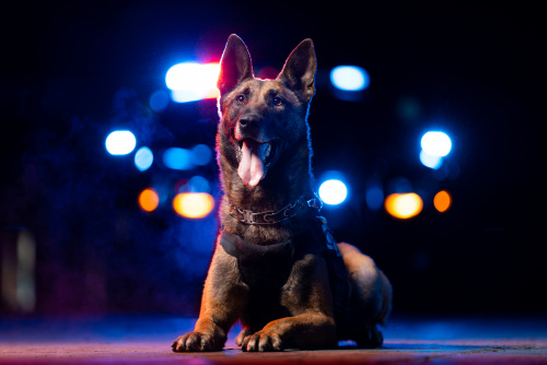 k9_sam