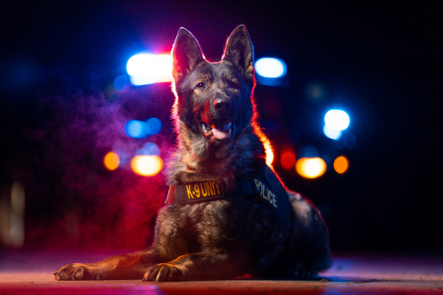 k9_tango