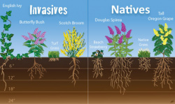 An infographic showing examples of invasive versus native plants