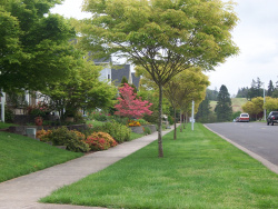 A row of well groomed street trees with sidewalk