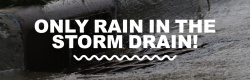 Only Rain in the Storm Drain! 