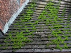 moss prevention without harming storm water run off