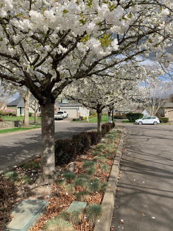 Street Tree in Bloom