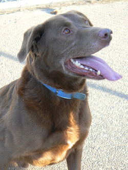 Image of a brown dog
